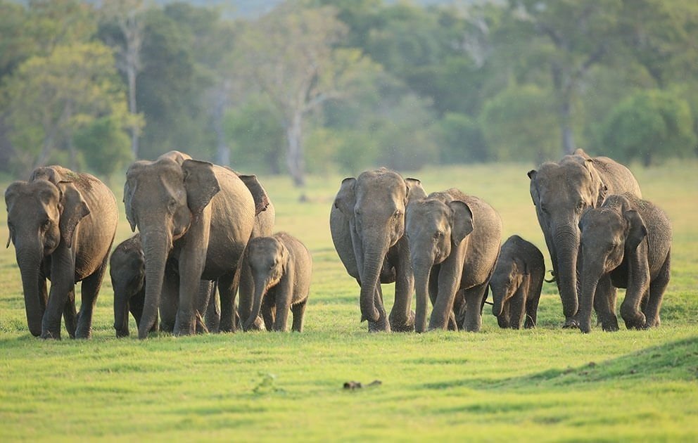 Sri Lankan Elephants (Elephas maximus maximus) in Udawalawe National Park
